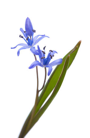 Early spring flower (Siberian Squill) isolated on white background. Shallow DOFの写真素材