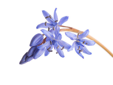 Close-up of Siberian Squill (Scilla siberica). Early spring flower isolated on white background. Shallow DOF.の写真素材