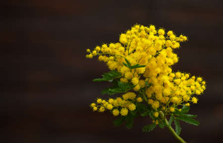 mimosa's yellow spring flowers on the background of old brown wallの写真素材