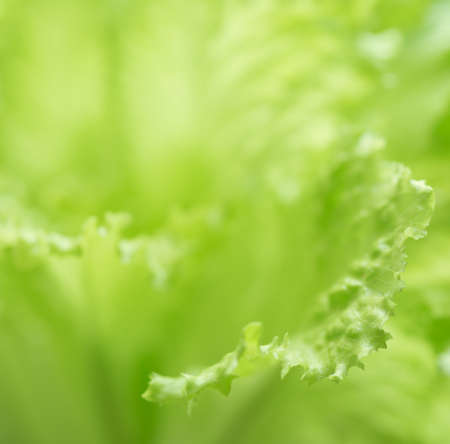 Lettuce. Salad background. Macro shotの写真素材