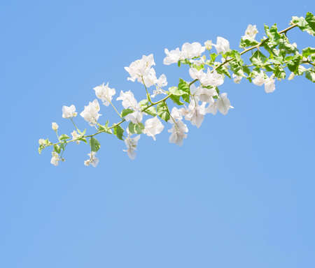 White blooming bougainvilleas against the light  blue sky.の写真素材