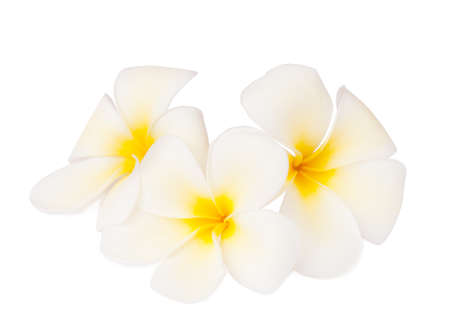 Three tropical flowers  (Plumeria)  isolated on white. Focus on the center of the middle of the flowerの写真素材
