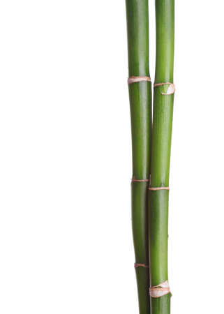 Two branches of bamboo isolated on white background.の写真素材