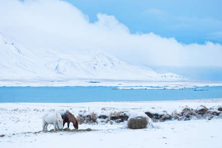Icelandic horses in  winter pasture with snow, Iceland.の写真素材