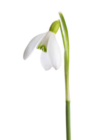 Snowdrop flower isolated on white background.  Shallow depth of field.  Focus on center of flower.の写真素材