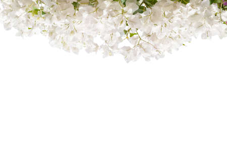 White blooming Bougainvillea  isolated on white background.の写真素材