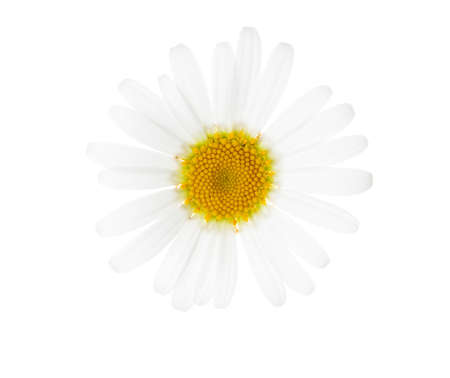 Chamomile isolated on white background.の写真素材