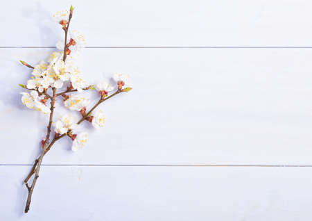 Light lilac wooden background with flowering apricot branches.