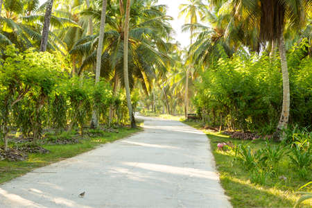Country road  in sunny morning.   La Digue,  Seychellesの写真素材
