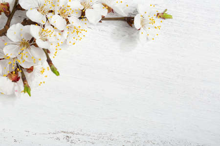Old wooden shabby background with branches of blossoming apricot.の写真素材