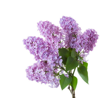 Spring lilac  branches with leaves isolated on white background.の写真素材