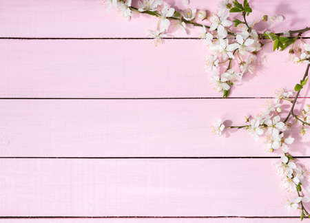 Pink wooden background with flowering cherry branches.