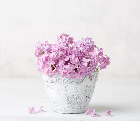 Small  pale pink bouquet of lilac  in clay  pot  against a white  wall.の写真素材