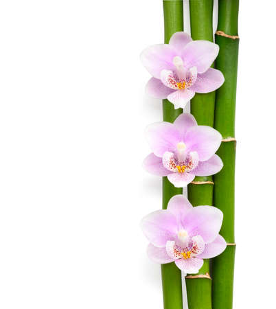 Three  pink orchids and branches of bamboo  lying on white.  Isolated  background. Viewed from above.の写真素材