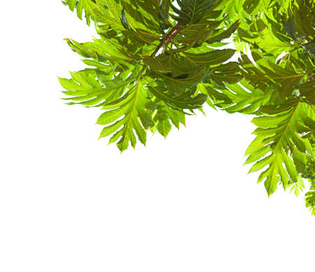 tropical  tree branch with big leaves   isolated on white background. Breadfruit tree.view from...