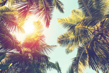 Coconut palm tree on sky background.   Low Angle View. Toned imageの写真素材