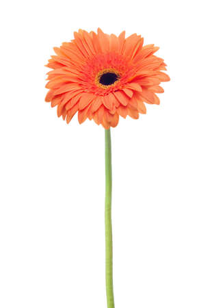 Orange Gerbera    isolated on white background.の写真素材