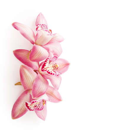 Three  pink Orchid flowers (Cymbidium)  isolated on white background. の写真素材