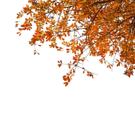Branches with  colorful autumn leaves  isolated on white background.  Cherry plumの写真素材