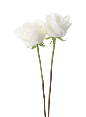 Two white roses isolated on white background.の写真素材