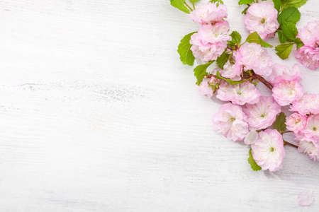 Branch of blossom  Almond  (Prunus triloba)  on   white  wooden table.の写真素材