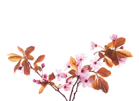 Blossoming Plum  branches isolated on white background.