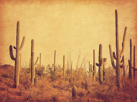 Landscape of the desert with Saguaro cacti. Photo in retro style. Added paper texture. Toned imageの写真素材