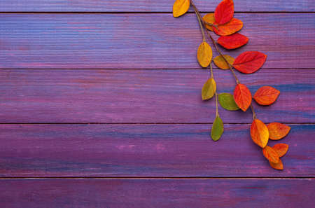 Two branches with colorful autumn leaves on violet wooden background.