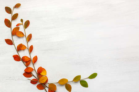 Branches with colorful autumn leaves on a white shabby wooden background. Flat lay.