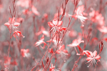 Small flowers of coral color   ( Siskiyou Pink Gaura)  in the sunlight at summer morning.  Toned...