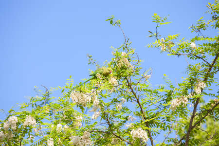 Branches of flowering Acacia (Black Locust) against the blue sky and green Parakeet eating Acacia's...