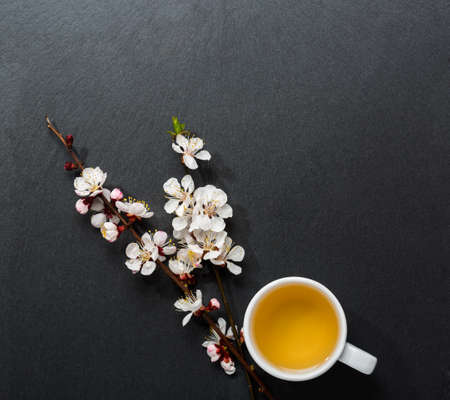 Cup of tea and two branches of  blossoming Apricot  on black slate background .の写真素材