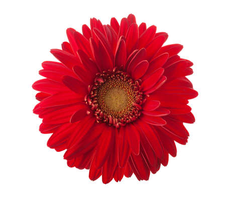 Bright red Gerbera flower isolated on white background.の写真素材