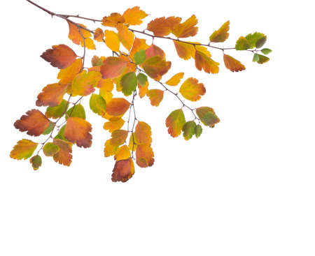 Autumn branch with small multi-colored leaves (Spiraea Vanhouttei), isolated on white background. Studio shotの写真素材