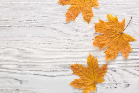 Autumn leaves of Maple on white wooden board with empty space for text or image.  Flat lay.