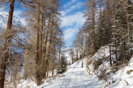 Forest country road among the mountains in a winter sunny morning (near Guarda Village), Lower...