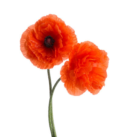 Two red poppies isolated on white background.の写真素材