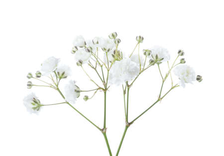 Twigs with flowers of Gypsophila isolated on white backgroundの写真素材