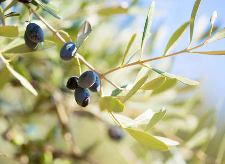 Ripe black olives on the branch of the olive tree. Selective Focus. Shallow DOF.の写真素材