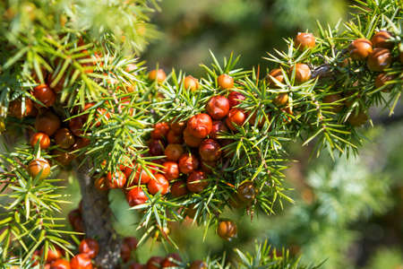   Leaves and mature cones of Juniper (Juniperus oxycedrus).Close-up of  Juniper branch with...