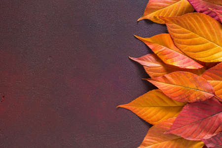 Ð¡olorful autumn leaves of Cherry on  wooden table of  red-brown color.  Flat lay
