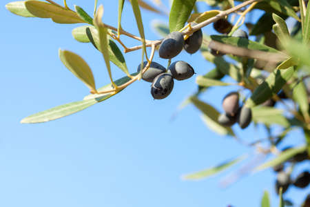 Ripe black Olives on the branch of the Olive tree. Selective Focus. Shallow DOF.の写真素材