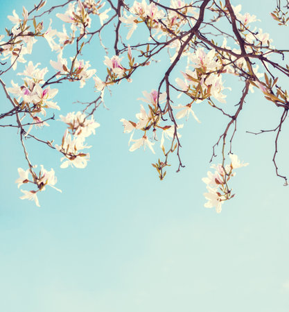 Branches of Orchid Tree  with flowers on blue sky background. Photo in retro style. Toned image. Selective focus.の写真素材