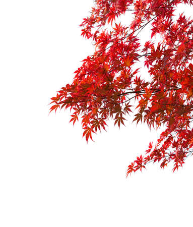 Branches with  colorful autumn leaves  isolated on white background.  Selective focus. Acer palmatum (Japanese maple)の写真素材