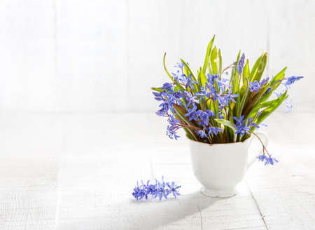 Bunch of early spring flowers ( Scilla siberica)  on white wooden table.
