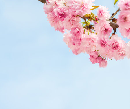 Pink flowers of Sakura against blue sky. Shallow depth of field.  Selective focus.の写真素材