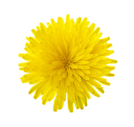Close-up of yellow Dandelion flower isolated on white background.の写真素材