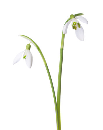 Two white Snowdrops isolated on white background.の写真素材