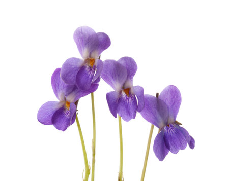 Early spring flowers ( Viola odorata) isolated on white background.  Wood Violet. Selective focusの写真素材