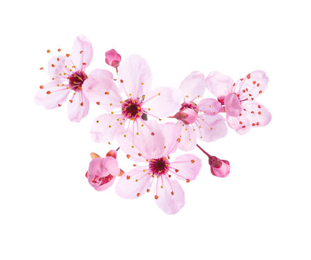 Light pink flowers of  Sakura isolated on a white background.の写真素材